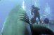 Deep Blue – formodentlig den største haj der er filmet