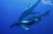IMAX film om hvaler og delfiner