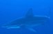 Middelhavets hajer bliver færre og mindre