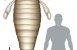 Klo fra 2,5 meter lang havskorpion fundet
