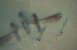 P-38 fundet i sandet