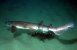 Hajer yngler i Øresund