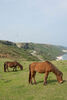Den lille og sjældne Yonaguni-hest bliver omkring 112 cm høj. Den lever vildt på øen. 