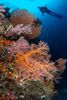 Raja Ampat – Kongedykning i hjertet af  koraltrianglen