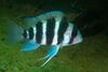 Fangestriber