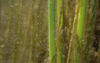 Undersøisk jungle