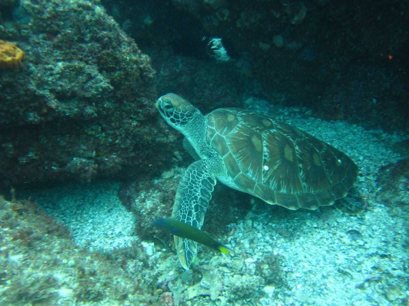 Turtle at Straddie